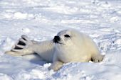 Harp seal pup playing in the snow