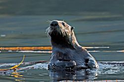 Mr. Whiskers - Sea Otter