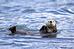 Kickin' Back - Sea Otter
