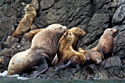 Serious Discussion - Sea Lions
