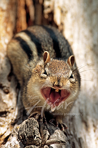 Yawning chipmunk Wisconsin