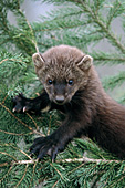 Baby fisher in a pine tree