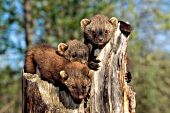 Triplet fisher babies climbing on a treee stump