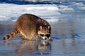 Raccoon on a frozen river