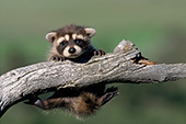 Baby raccoon hanging from a branch