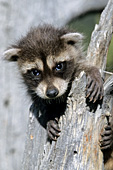 Baby raccoon climbing a tree