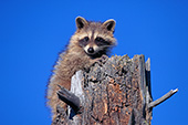 Young raccoon climbing on a stump