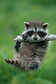 Baby raccoon hanging from a branch