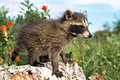Baby raccoon playing on a fallen birch log