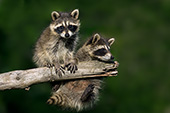Pair of baby raccoons on a branch