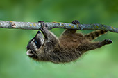 Baby raccoon hanging precariously from a tree branch
