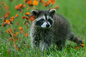 Baby raccoon in a spring meadow