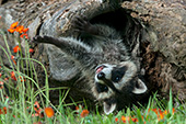 Baby raccoon playing in a hollow log