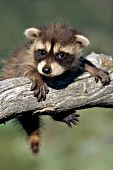Raccoon baby hanging from a tree branch