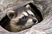 Baby raccoon poking its head out of a hole