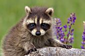 Raccoon kit & lupine