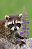 Raccoon kit & lupine