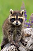 Raccoon kit climbing on a log