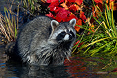 Raccoon searching for food in a pond