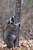 Raccoon climbing a tree