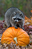 Raccoon standing on a huge pumpkin