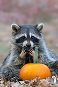 Raccoon sitting in autumn leaves with a pumpkin