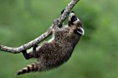 Young raccoon climbing upside-down in a tree