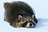 Raccoon running in snow