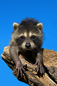 Baby raccoon climbing on a log