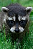 Raccoon kit walking in grass