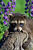 Raccoon kit resting on a log