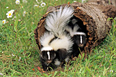 Two baby skunks playing in a hollow log