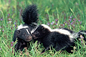 Nuzzling skunk babies