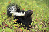 Baby skunk sniffing the air