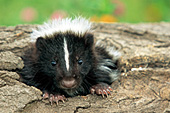 Baby skunk peeking out of a hole in a log