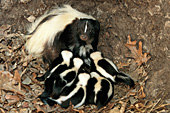 Mom and baby skunks in their den