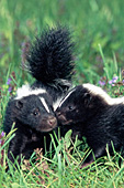 Nuzzling skunk babies