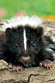 Baby skunk playing in a hollow log