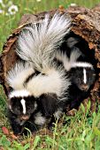 Two baby skunks playing in a hollow log