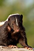 Adult skunk on a log