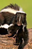 Skunk mom carrying her baby in her mouth