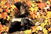 Adult skunk in autumn foliage
