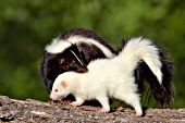 Skunk mom with her albino baby