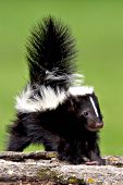 Baby skunk standing on a log