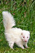 Baby albino skunk