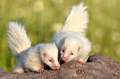 Two albino skunk babies on a log