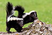 Two baby skunks on a log