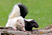 Two baby skunks (one albino) on a log
