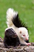 Two baby skunks (one albino) on a log