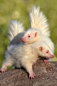 Two baby albino skunks on a log